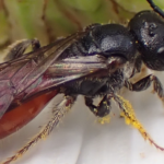 Box-Headed Blood Bee body characteristics and features