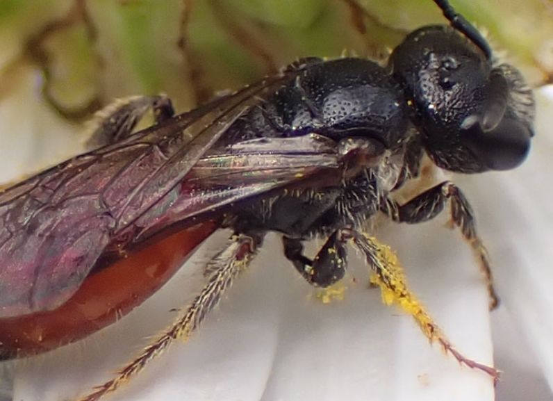 Box-Headed Blood Bee body characteristics and features