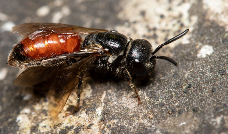 Box-Headed Blood Bee physical characteristics