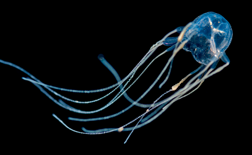 Box Jelly fish facts and features