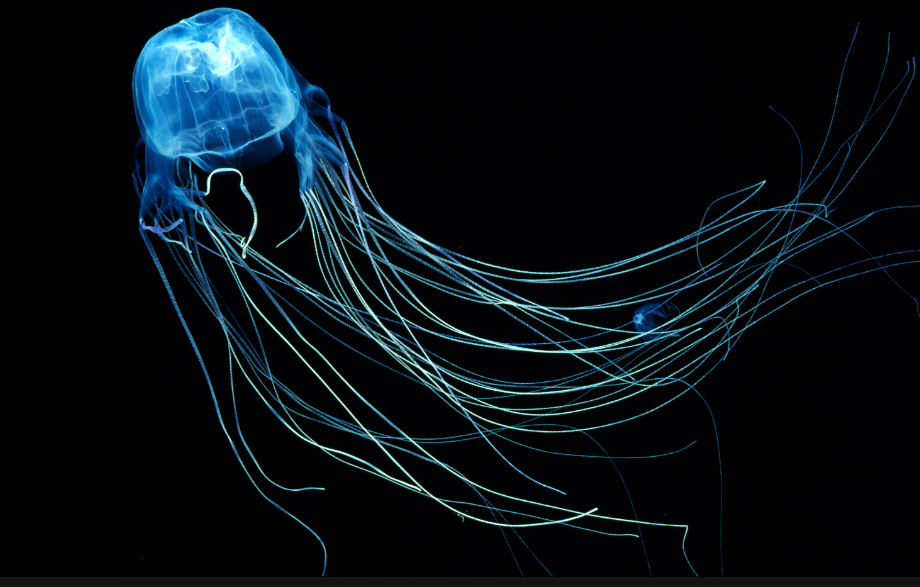 Box Jellyfish facts and features