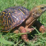 Box turtle body characteristics and features