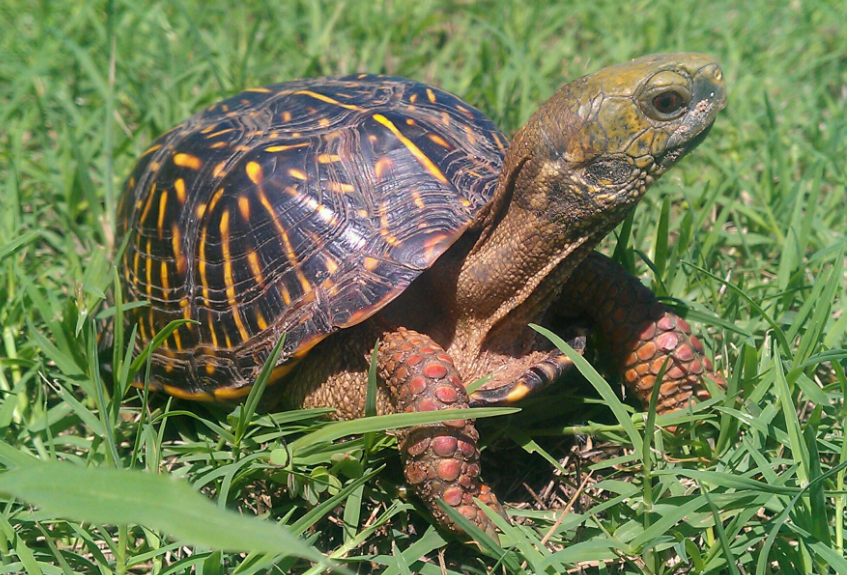 Top 10 Facts about Box Turtle