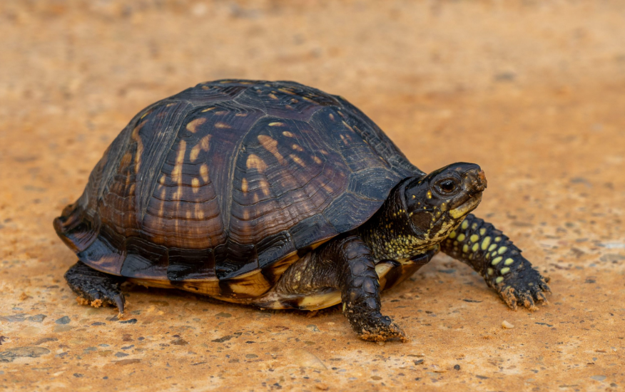 Box turtle facts and habitat