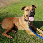 Boxer mix dog body characteristics and features