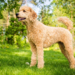 Boxerdoodle facts and features