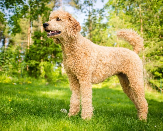 Top 10 Facts about Boxerdoodle dog