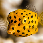 Boxfish body characteristics and features