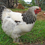 Brahma Chicken physical characteristics and features