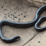 Brahminy Blindsnake facts and features