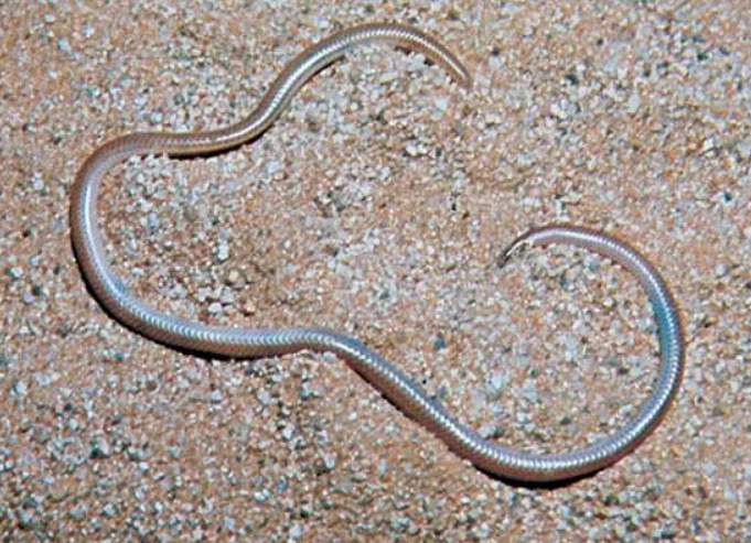 Brahminy Blindsnake physical characteristics