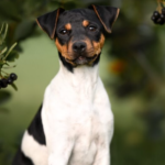 Brazilian Terrier dog facts and features