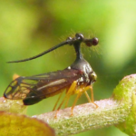 Brazilian Treehopper body characteristics and features