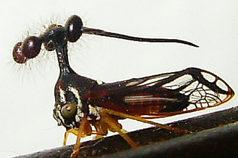 Brazilian Treehopper food, habitat facts and features