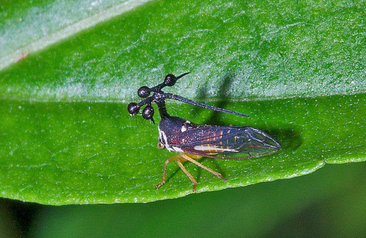 Brazilian Treehopper physical features and habitat