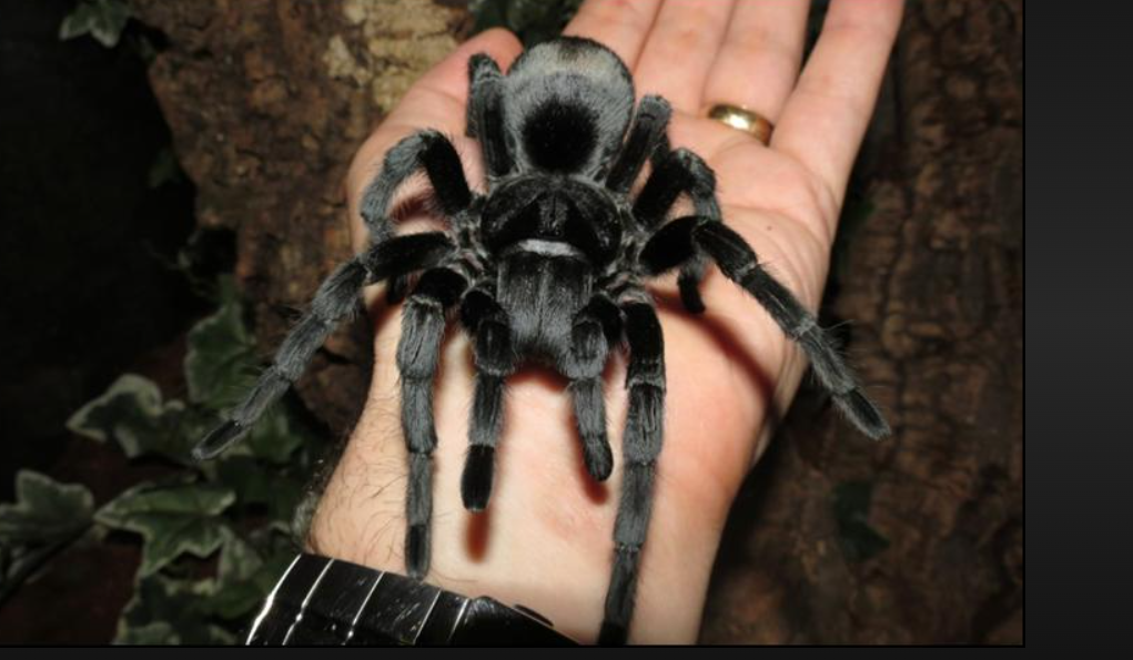 Brazilian black tarantula