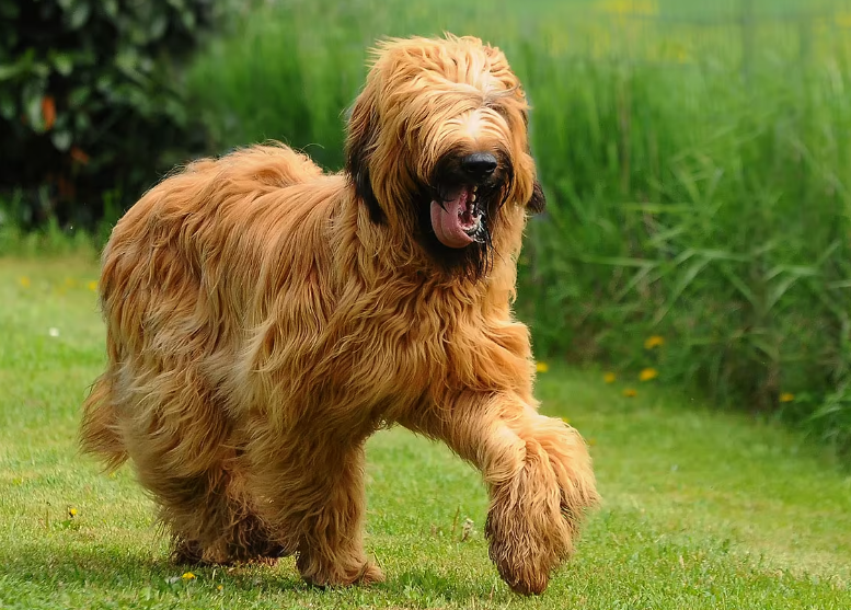 Briard dog body characteristics and features