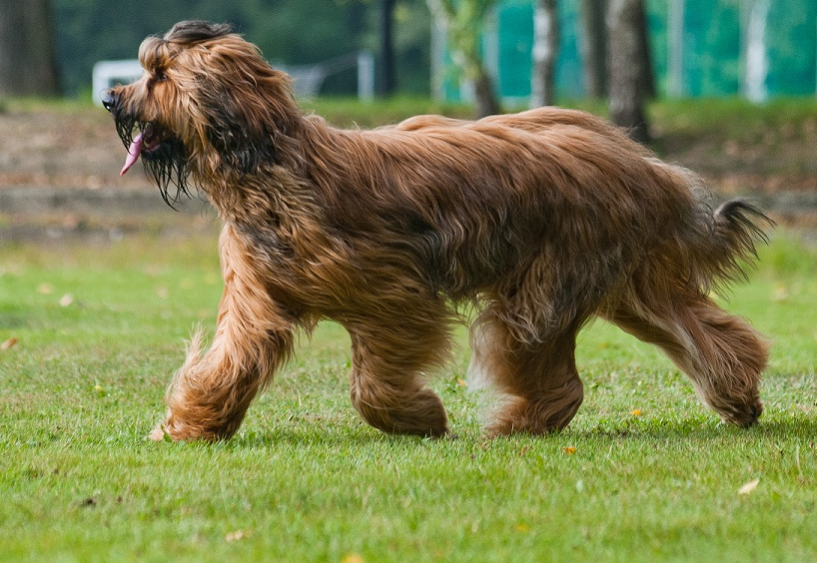 Briard dog life history characteristics