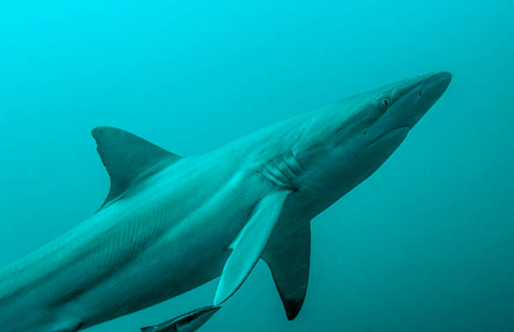 Bronze Whaler Shark body characteristics and features