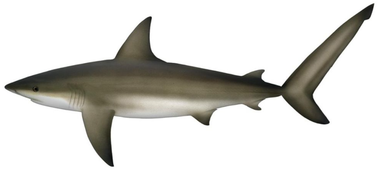 Bronze Whaler Shark facts and features