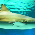 Bronze Whaler Shark life history characteristics