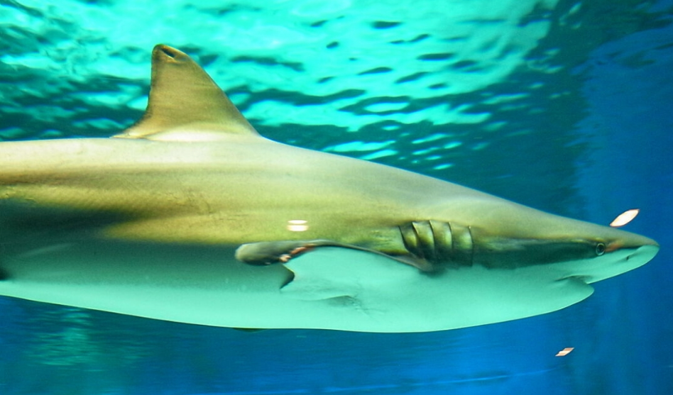 Top 10 Facts about Bronze Whaler Shark