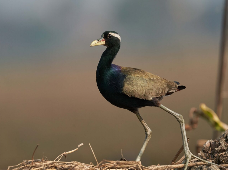 Bronze-winged Jacana body characteristics and features