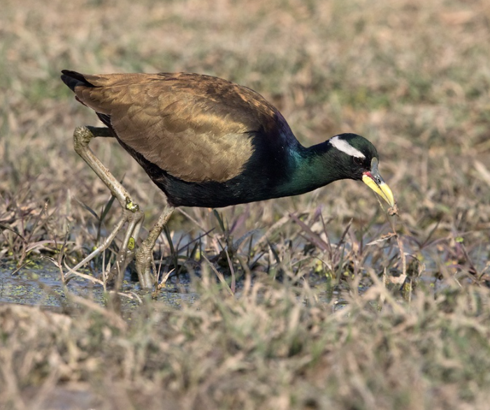 Bronze-winged Jacana facts and characteristics