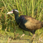 Bronze-winged Jacana facts and features