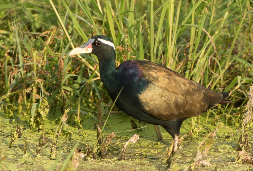 Top 10 Facts about Bronze-winged Jacana