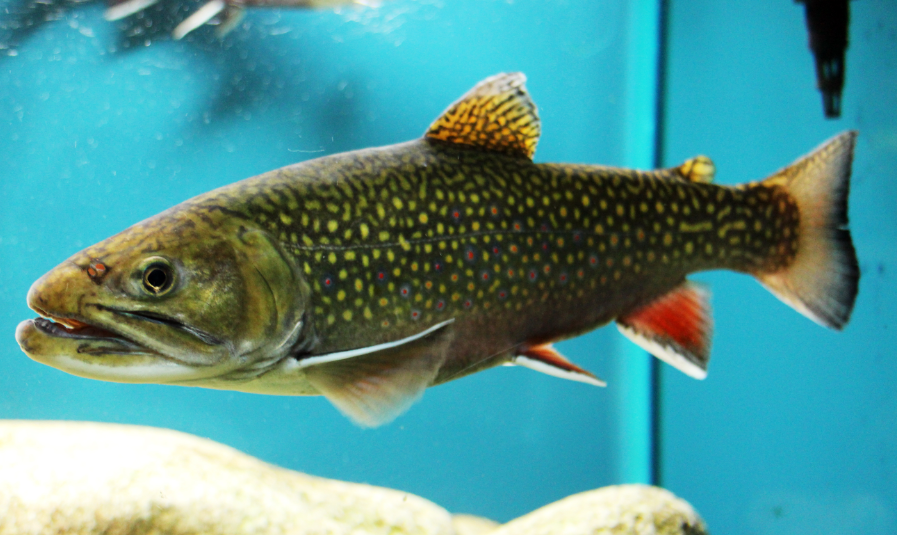 Brook Trout facts and features