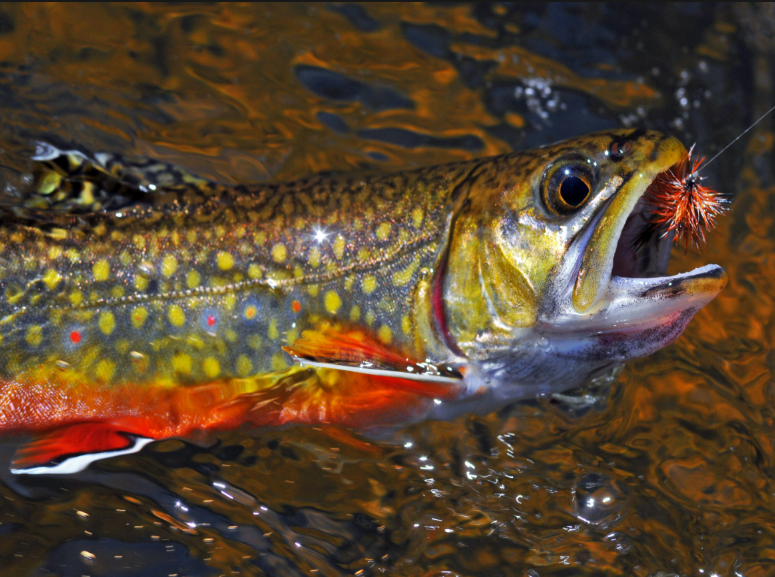 Brook Trout fish body characteristics and features