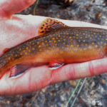 Brook Trout fish life history characteristics