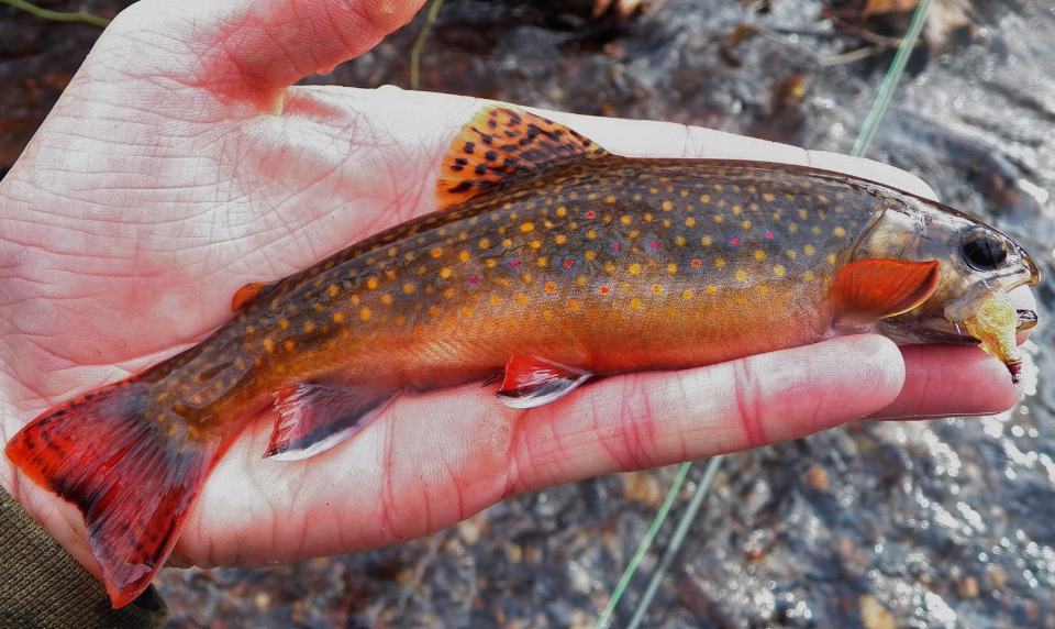 Top 10 Facts about Brook Trout fish