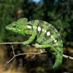 Brookesia Micra facts and features