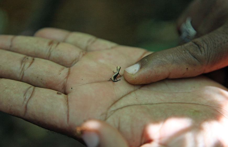 Brookesia Micra's physical characteristics