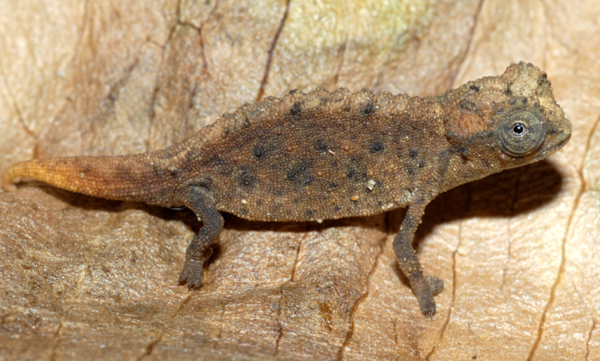 Brookesia micra reptile body characteristics and features