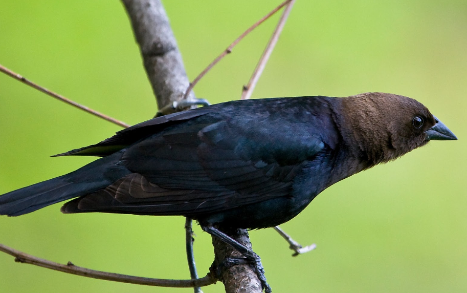 Brown Headed Cowbird body characteristics and features