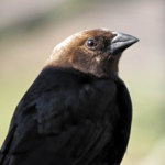 Brown Headed Cowbird facts and features