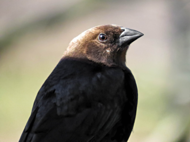 Top 10 Facts about Brown Headed Cowbird