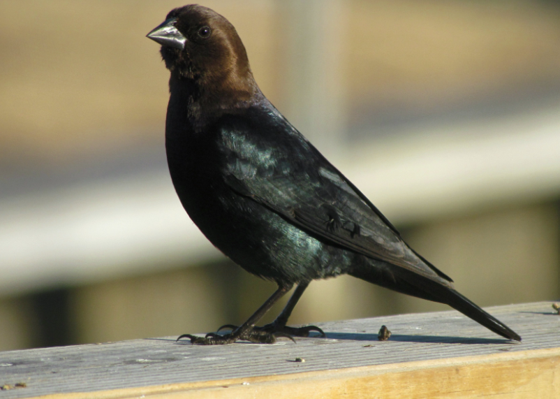 Brown Headed Cowbird life history characteristics