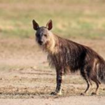Brown Hyena body characteristics and features