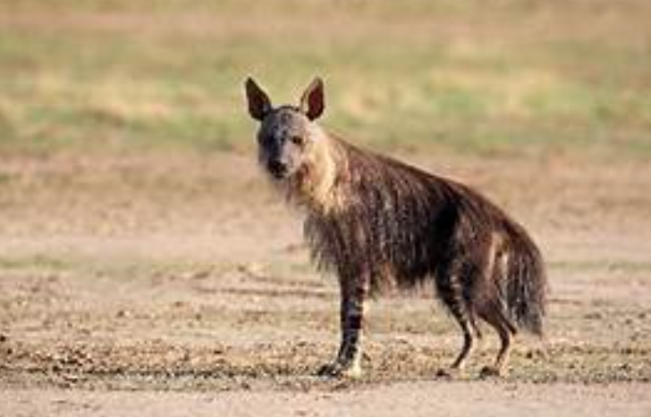 Top 10 Facts about Brown Hyena
