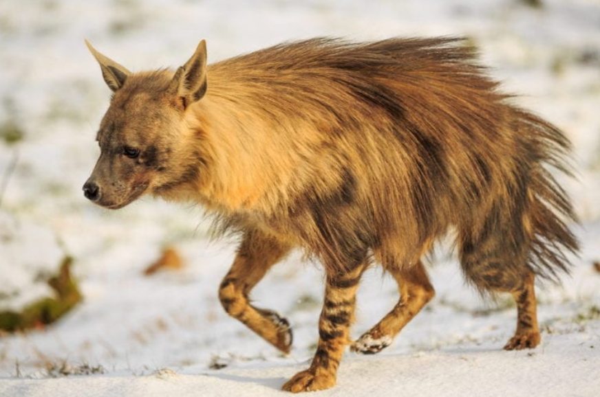 Brown Hyenas facts and life history