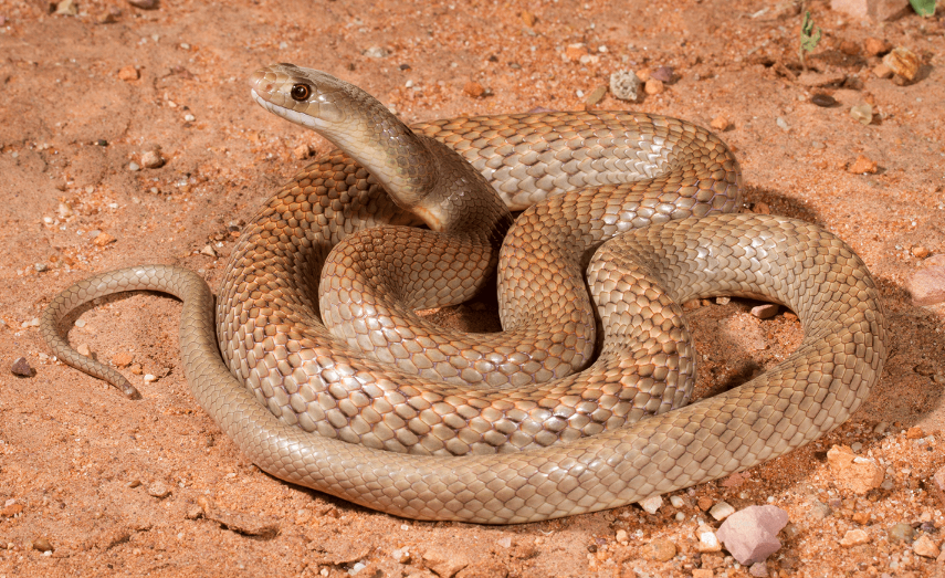 Brown Snake body characteristics and features