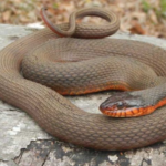 Brown Water Snake characteristics and features