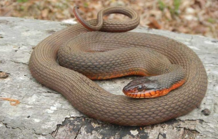 Top 10 Facts about Brown Water Snake