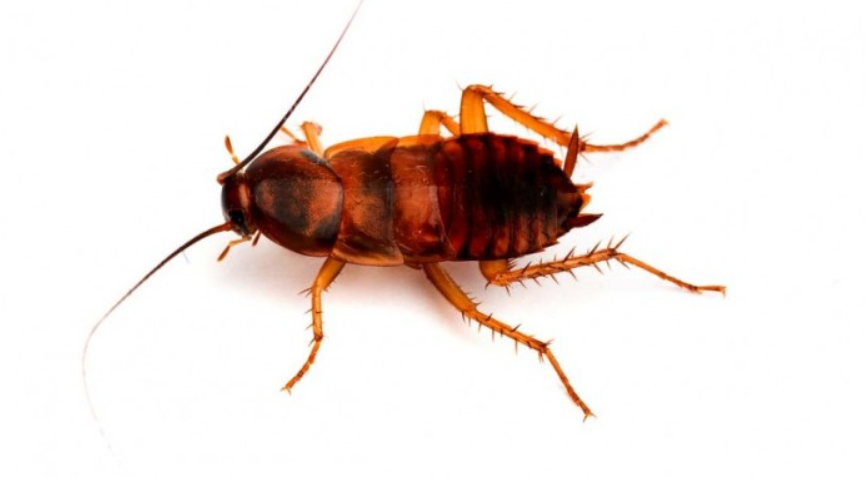 Top 10 Facts about Brown-banded Cockroach