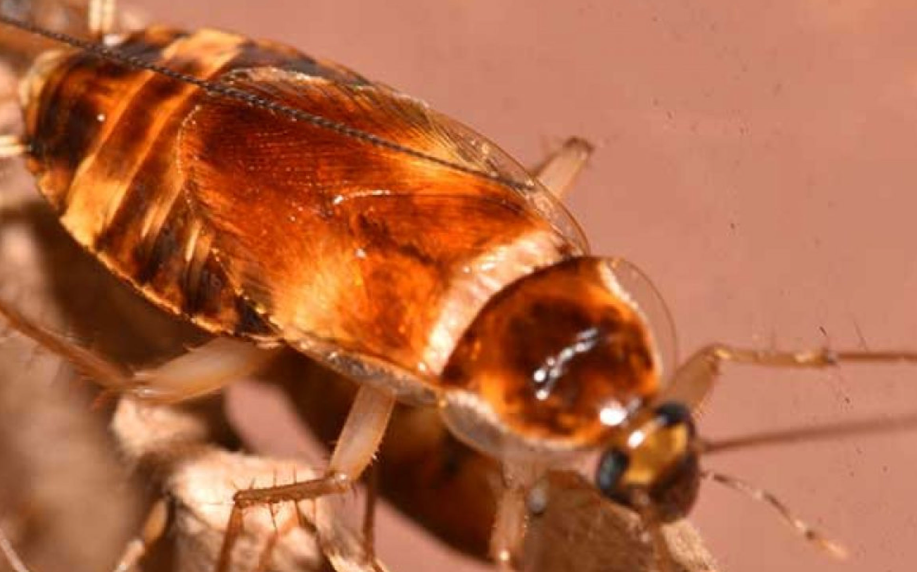 Brown-banded Cockroach life history characteristics