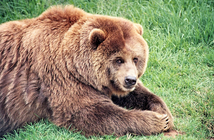 Brown bear body characteristics and features